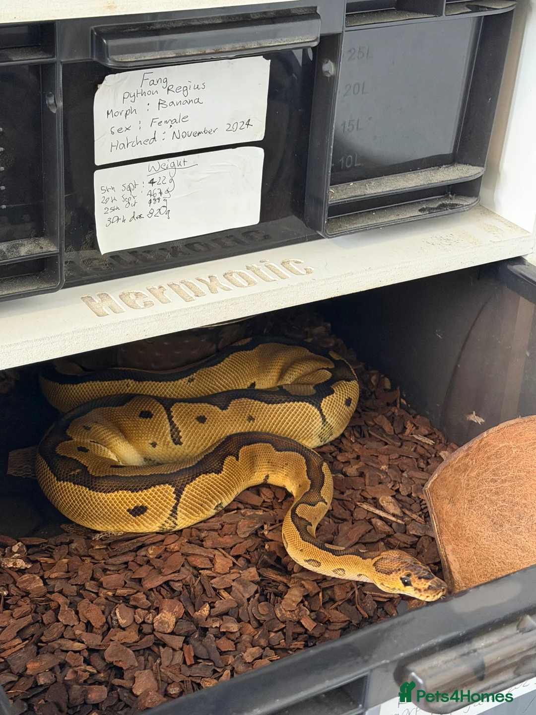 Python Snake reptiles for sale: Royal pythons and cornsnakes with set up - Advert 9