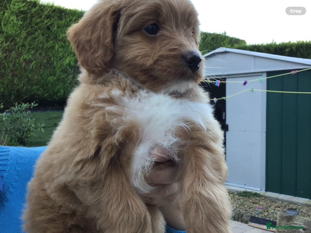 Bernedoodle dogs for sale: Rare Toy bernedoodles  - Image 3