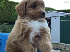 Bernedoodle dogs - Advert 14