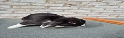 Mini Lop rabbits for sale: Male mini lop mixed breeds rabbit for sale - Advert 4