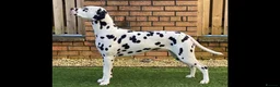 Dalmatian dogs for sale: Dalmatian Puppies - Advert 4