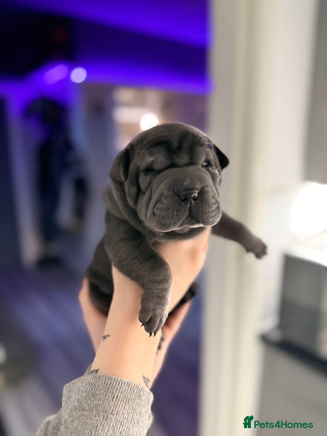 Mixed Breed dogs for sale: Shar Pei cross puppies  - Advert 4