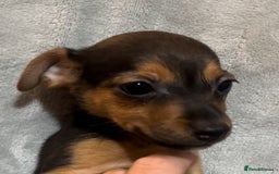Jack Russell dogs for sale: 🌈 Rare Coloured Old Fashion Type Jack Russel’s 😂 - Image 12