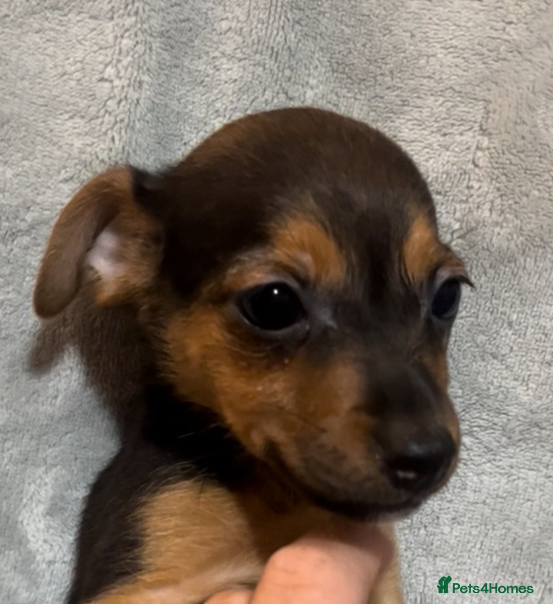 Jack Russell dogs for sale: 🌈 Rare Coloured Old Fashion Type Jack Russel’s 😂 - Image 12