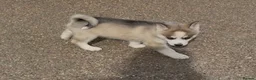 Pomsky dogs for sale: 6 beautiful pomsky 3 girls 3 boy ready to leave  - Advert 26