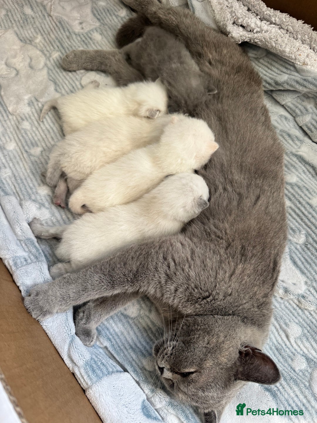 British Shorthair cats for sale: PEDIGREE BRITISH SHORTHAIR KITTENS COLOURPOINT - Image 24