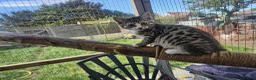 Mixed Breed cats for sale: Adorable&Super friendly kittens 🐈‍⬛  - Advert 15