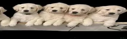 Golden Retriever dogs for sale: Golden retriever male pedigree 7 months old in Derby - Advert 30