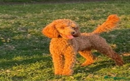 Miniature Poodle dogs for stud: Deep Red Miniature Poodle Stud   in Romford - Image 4