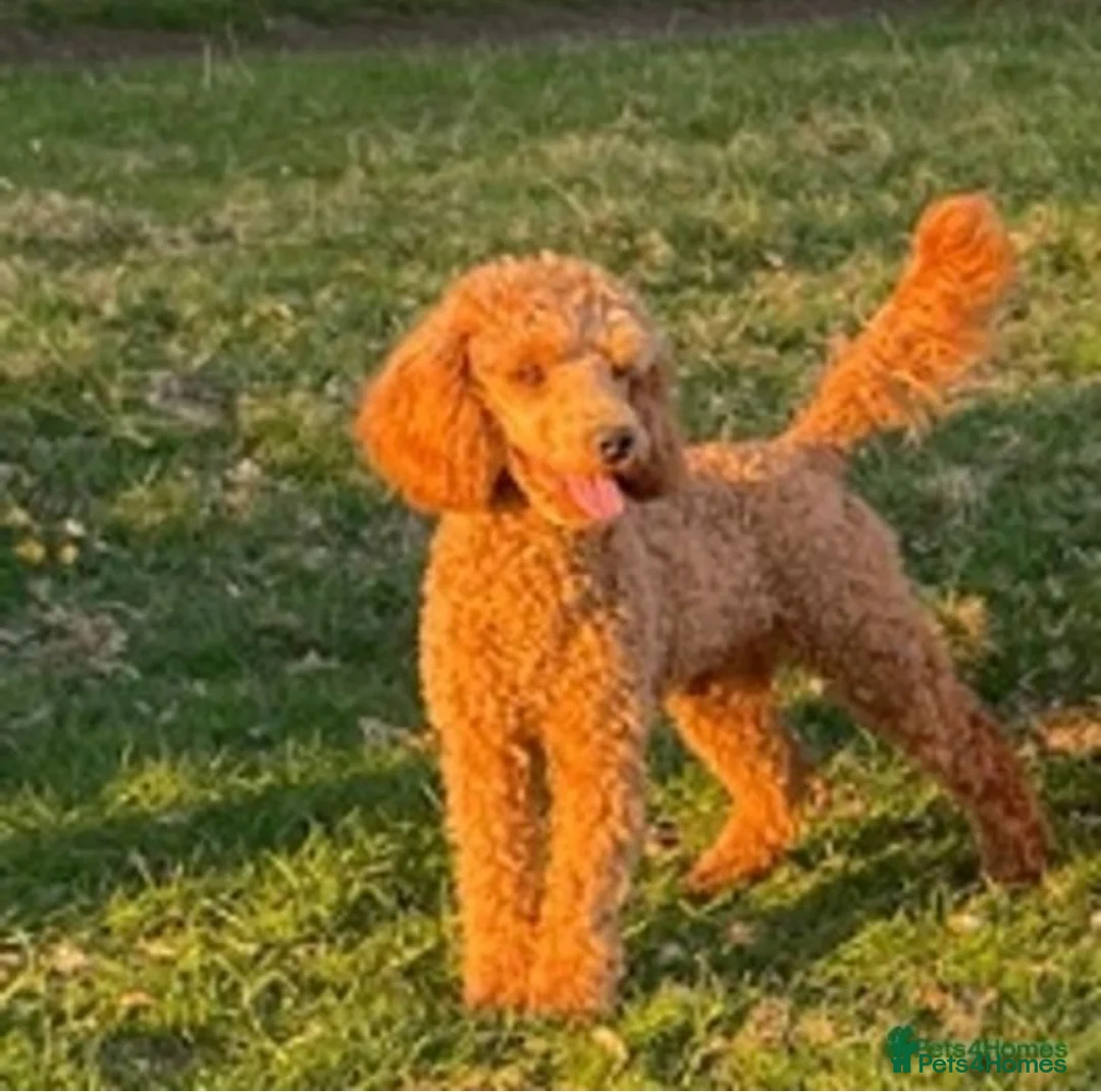 Miniature Poodle dogs for stud: Deep Red Miniature Poodle Stud   - Advert 4