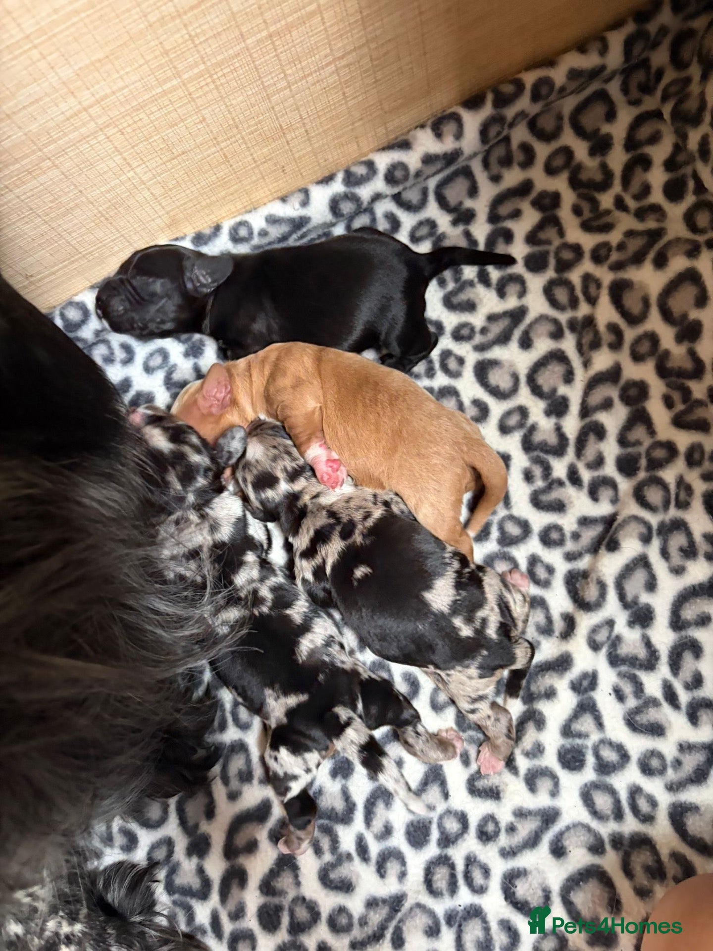 Cocker Spaniel dogs Golden girl cocker spaniel  - Advert 1