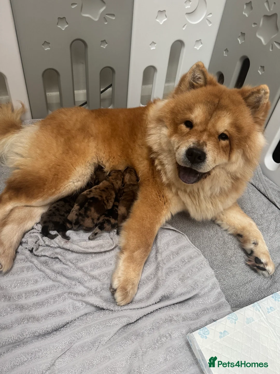 Chow Chow dogs for sale: 2 LEFT Merle Chowchow Puppies  - Advert 23