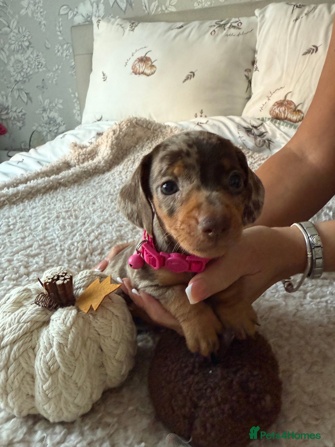 Dachshund dogs for sale: Beautiful litter of Dachshund puppies  - Image 10