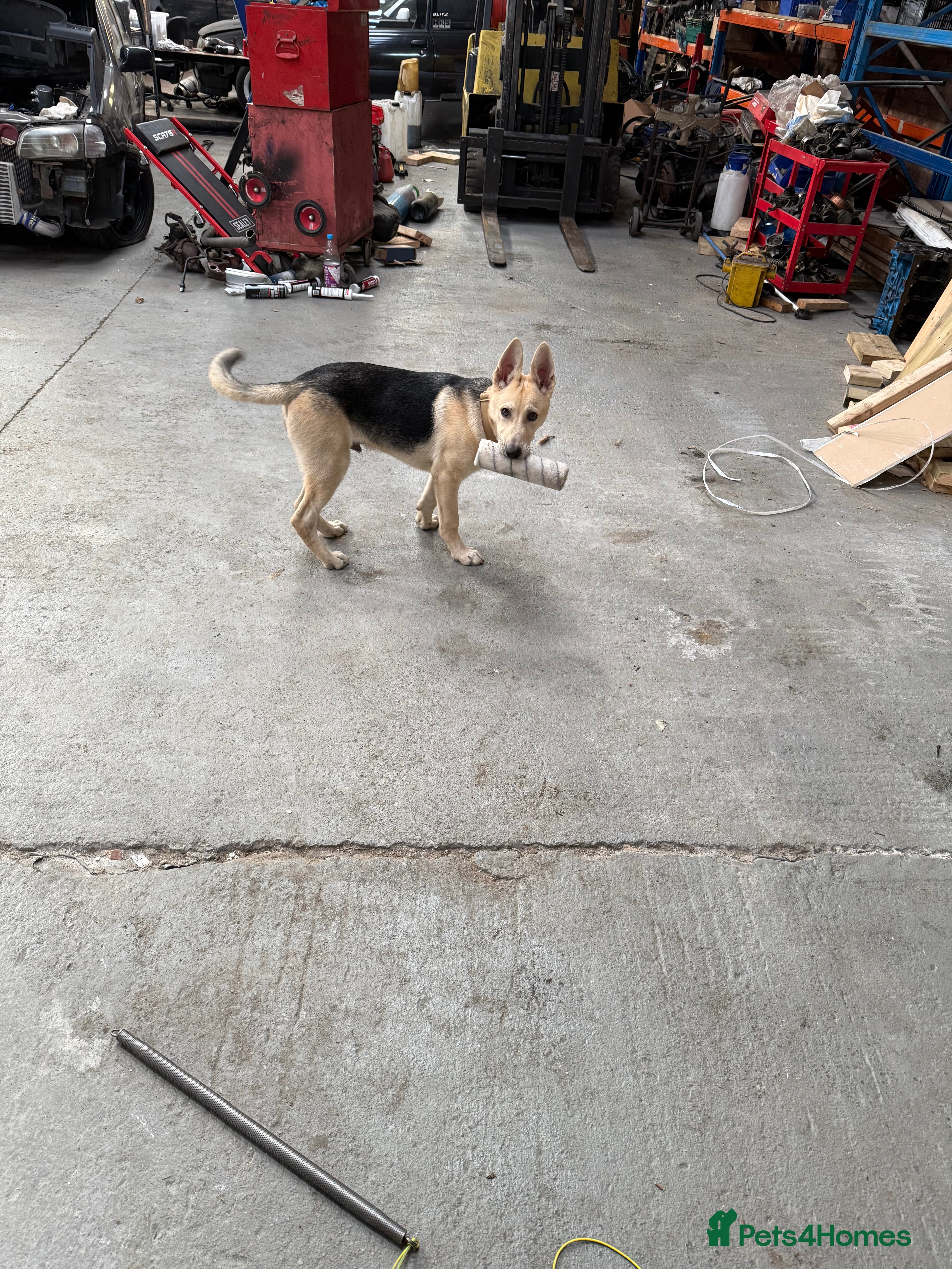 Mixed Breed dogs gerberian shepsky - Advert 1