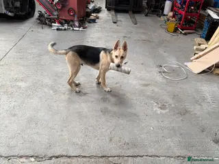 Mixed Breed dogs gerberian shepsky - Advert 1