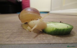 Slugs invertebrates for sale: Albino Achatina Fulica - Image 5
