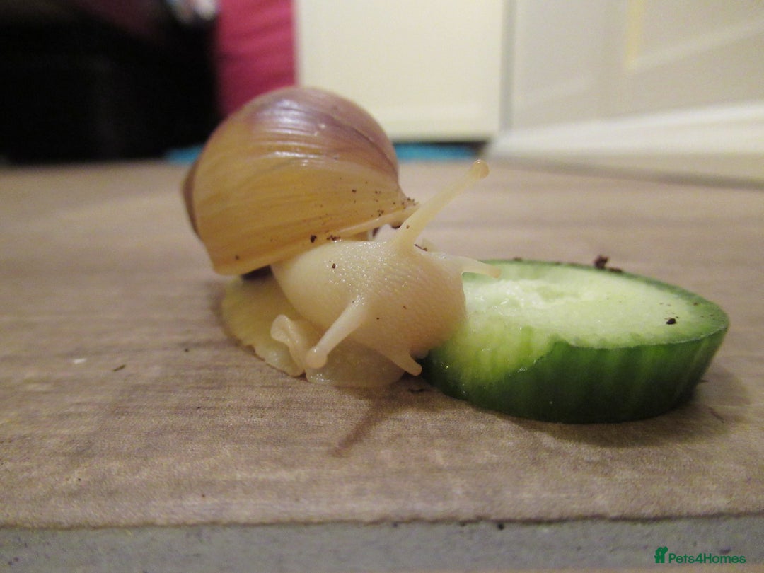 Slugs invertebrates for sale: Albino Achatina Fulica - Image 5