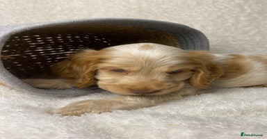 Cocker Spaniel dogs - Advert 3