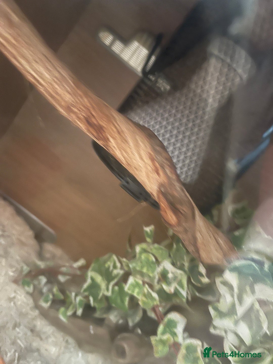 Corn Snake reptiles for sale: Male and female corn snakes - Image 9