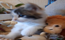 Maine Coon cats for sale: Maine Coon kittens  - Image 4