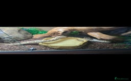 Python Snake reptiles for sale: Pastel leopard ball python  - Image 3