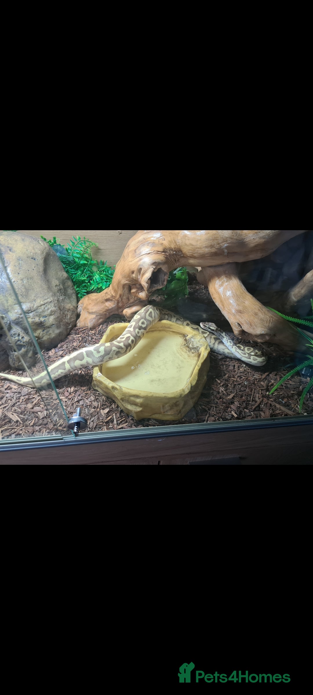 Python Snake reptiles for sale: Pastel leopard ball python  - Image 3