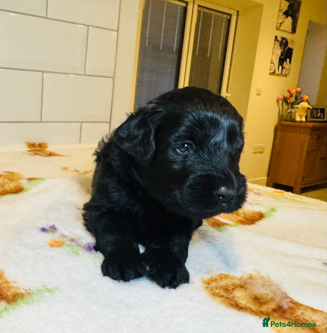 Labradoodle dogs for sale: Chunky Labradoodle Babies 🐾🐾🐾 - Image 10