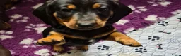 Dachshund dogs for sale: 1 male one female  - Advert 4