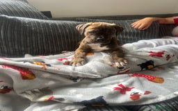 Mixed Breed dogs for sale:  American Bulldog x French Mastiff puppy for sale  - Image 1