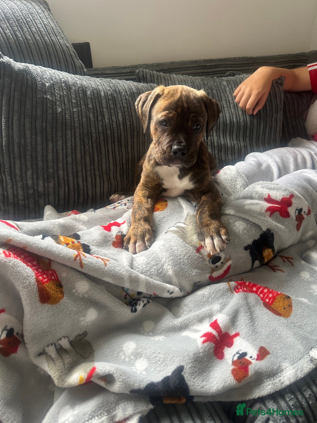 Mixed Breed dogs for sale:  American Bulldog x French Mastiff puppy for sale  - Image 1