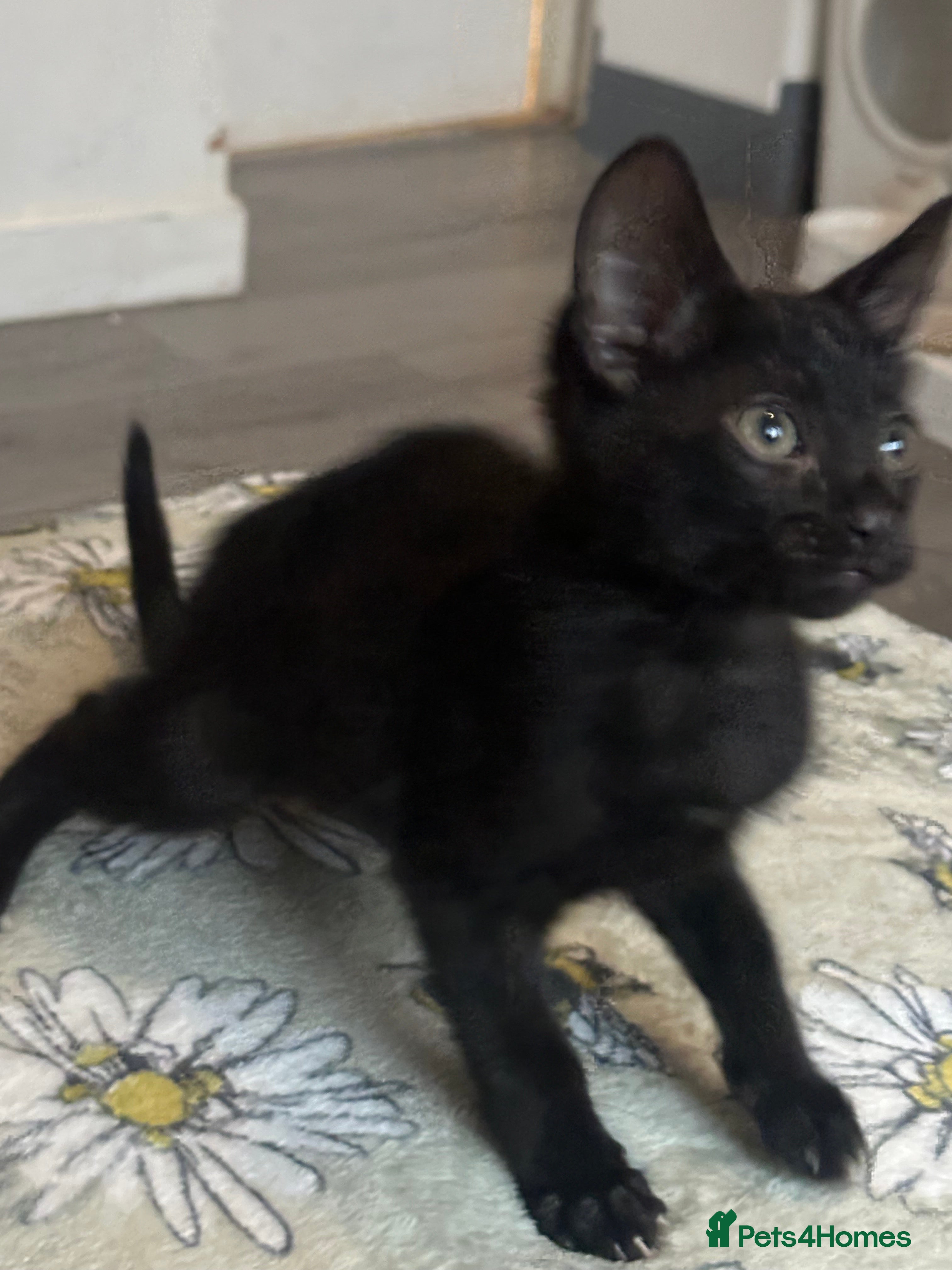 Bengal cats Beautiful bengals  - Advert 7