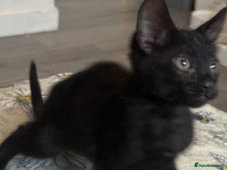 Bengal cats Beautiful bengals - Advert 2