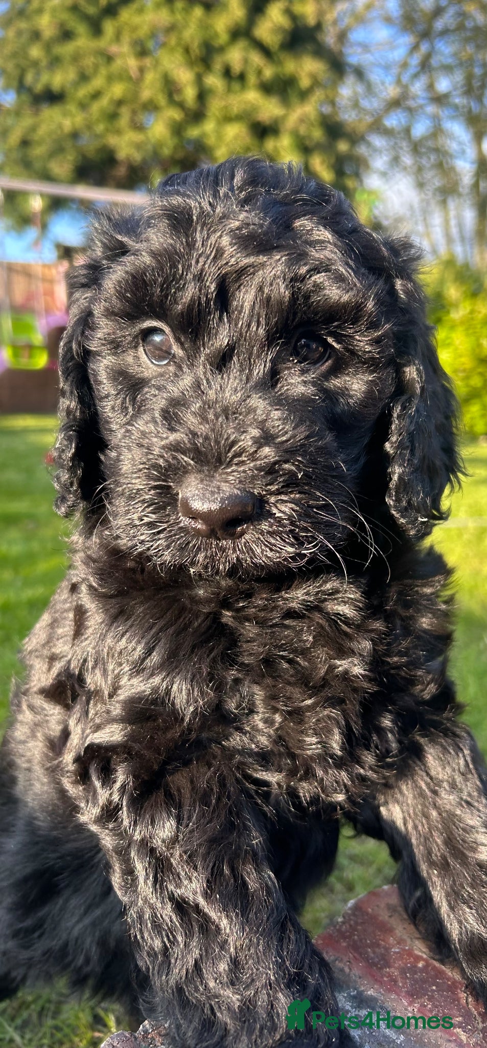 Labradoodle dogs *LAST 1 REMAINING* F2B Miniature Labradoodle Pup🐾 - Advert 5