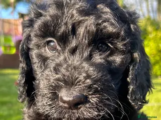 Labradoodle dogs *LAST 1 REMAINING* F2B Miniature Labradoodle Pup🐾 - Advert 5