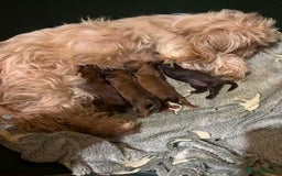 Shih Tzu dogs for sale: Imperial shih tzu puppies - Image 9