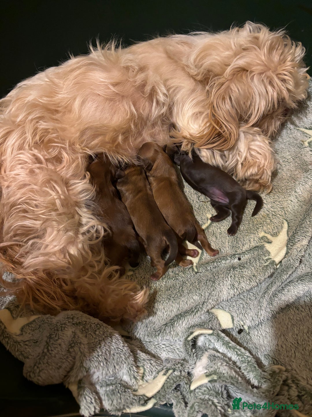 Shih Tzu dogs for sale: Imperial shih tzu puppies - Image 9
