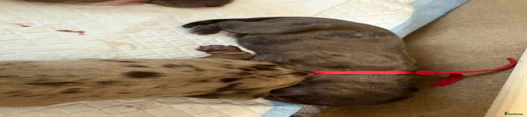Cockapoo Puppy 3