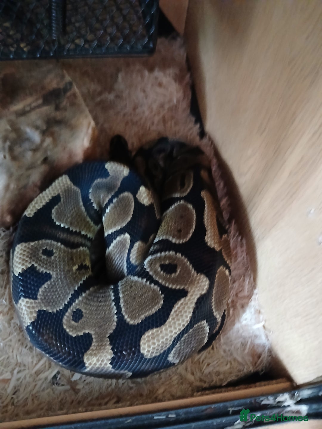 Python Snake reptiles for sale: Ball python for sale - Image 6