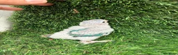 Conures birds for sale: Baby conures in London - Advert 12