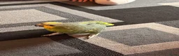 Parrots birds for sale: Amazon Parrot  in Coventry - Advert 2