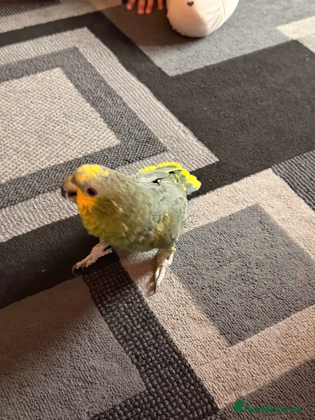 Parrots birds for sale: Amazon Parrot  in Coventry - Advert 2