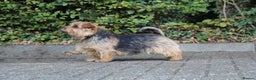 Norfolk Terrier dogs for sale: Silverlily £300 deduction on 1st years insurance! - Advert 30