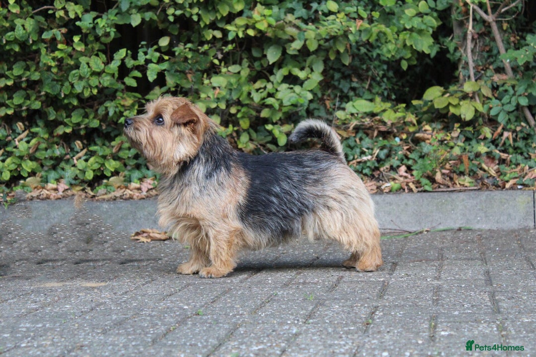 Norfolk Terrier dogs for sale: Silverlily £300 deduction on 1st years insurance! - Advert 30