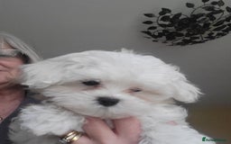 Maltese dogs for sale: Small Fluffy KC Maltese Puppy Family Raised & Love - Image 4