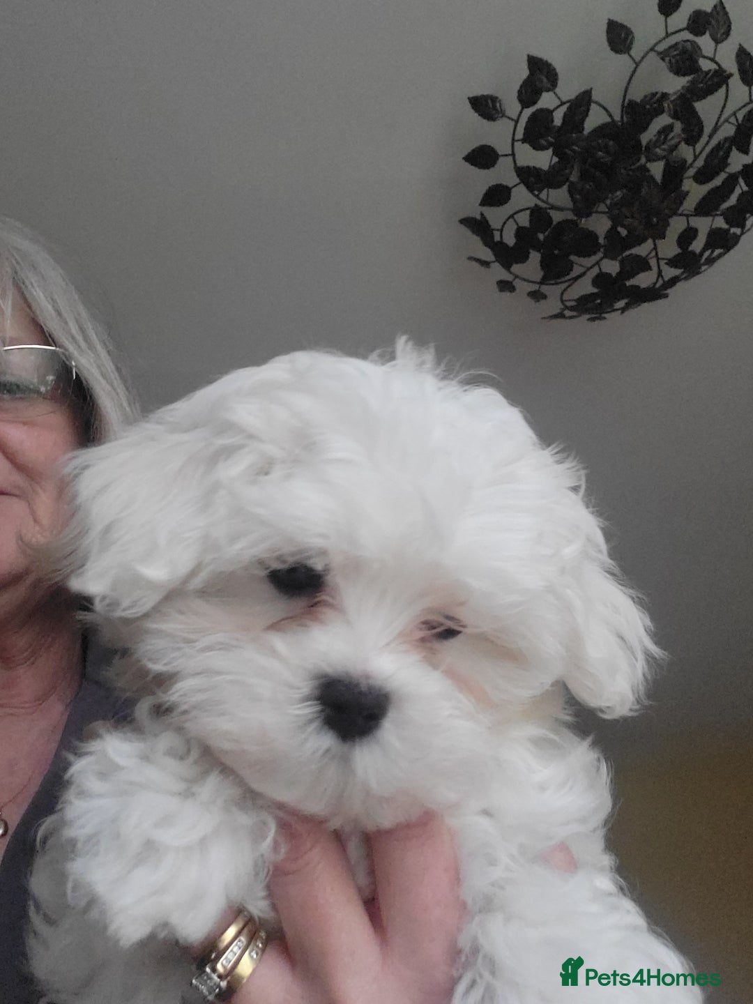Maltese dogs for sale: Small Fluffy KC Maltese Puppy Family Raised & Love - Image 4