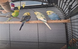 Budgerigars birds for sale: 4 budgies and cage - Image 4