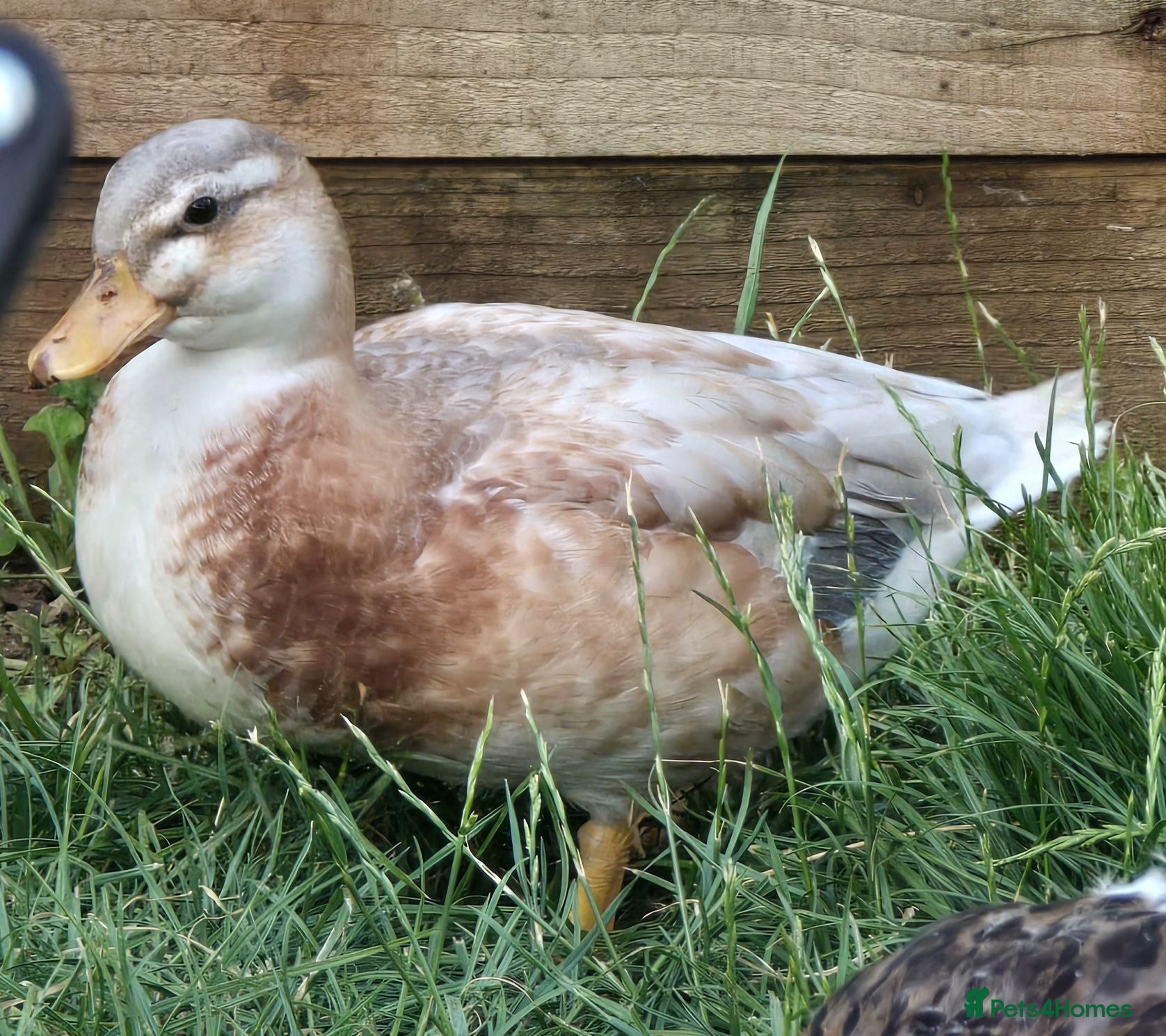 Ducks poultry Butterscotch Call Drakes - Advert 5