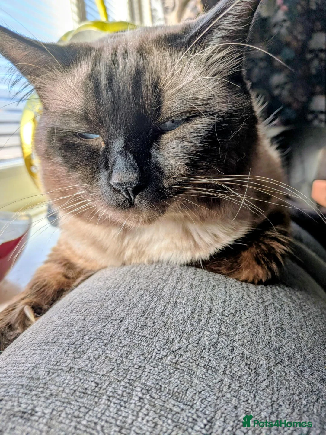 Ragdoll cats for sale: Ragdoll cats in Saint Helens - Advert 2