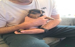 Jack Russell dogs for sale: Wenlock  jack russel puppies  - Image 3