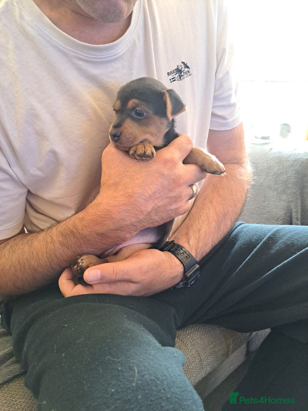 Jack Russell dogs for sale: Wenlock  jack russel puppies  - Image 3